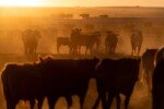 China renews licences for hundreds of US beef exporters amid Trump-Xi summit
